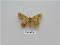 藏品(尺蛾337)的圖片